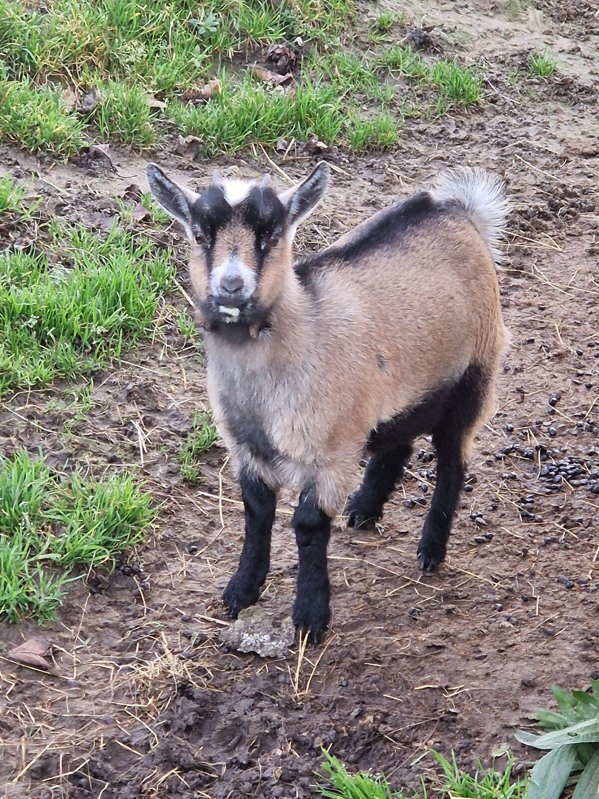 Verkaufe Zwergziege 2