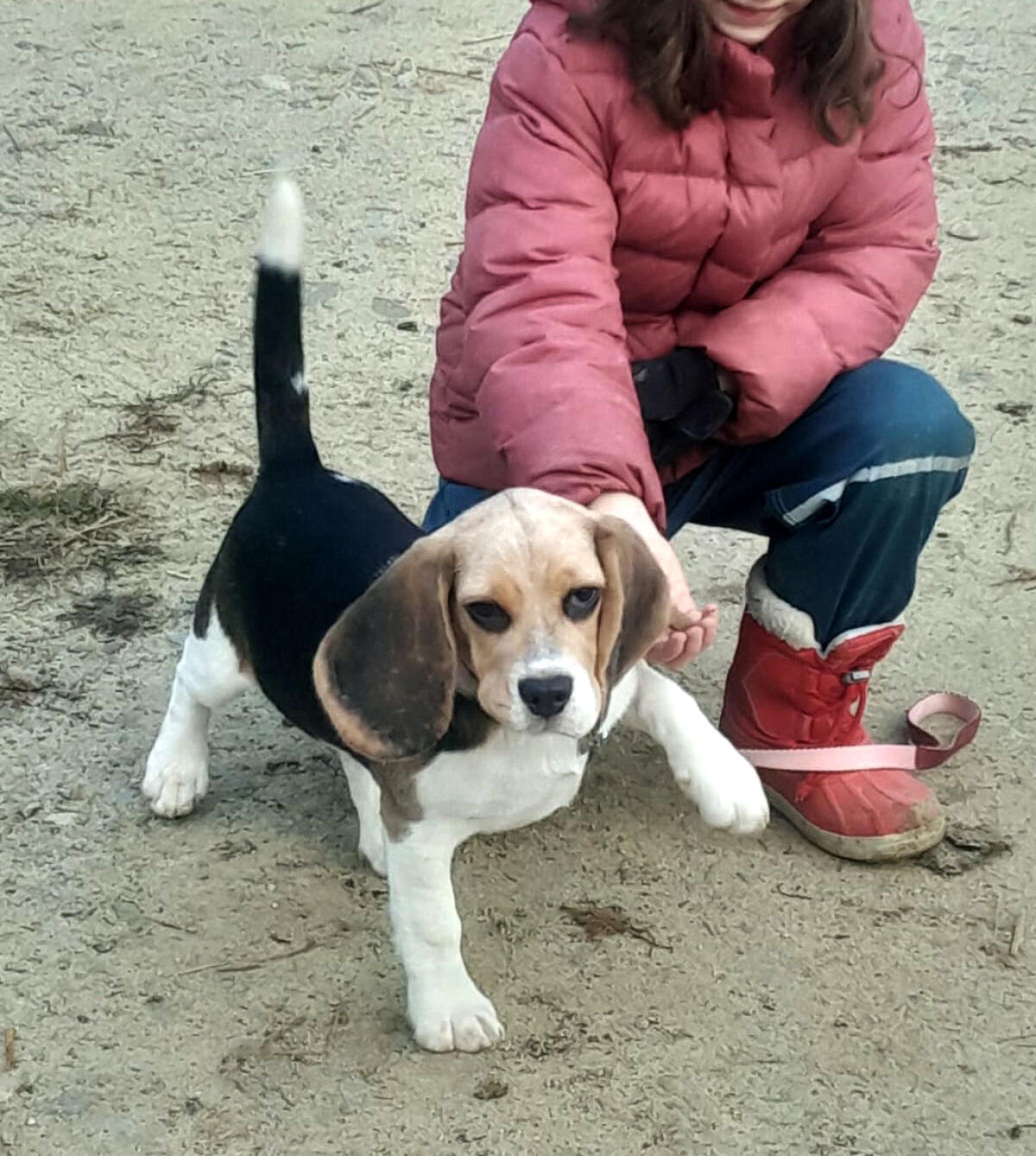 Beagle-Welpe (Rüde) von registriertem Züchter kaufen 2