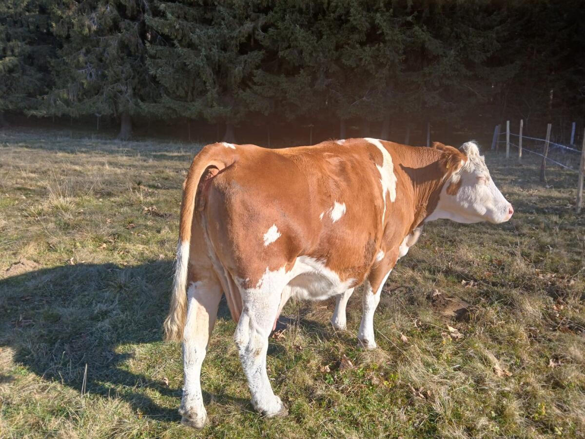 Verkaufe trächtige Mutterkuh 1