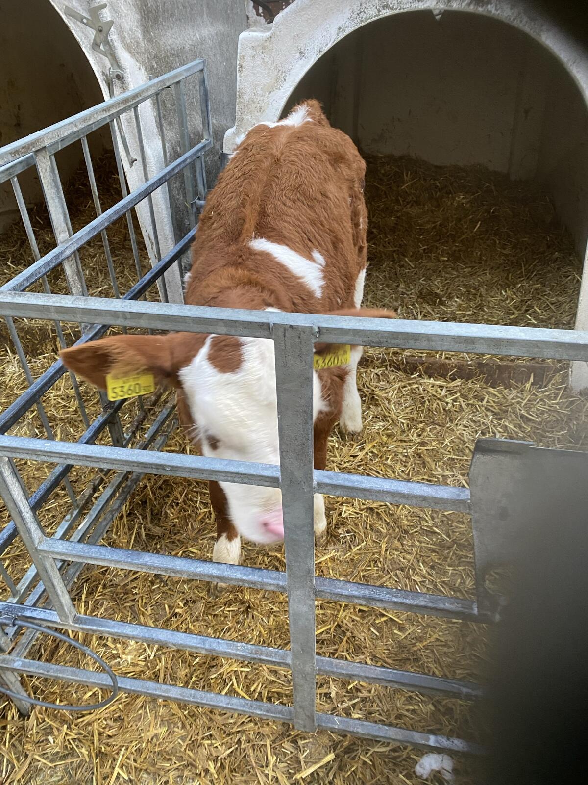 Verkaufe Fleckviehkalb hornlos 3