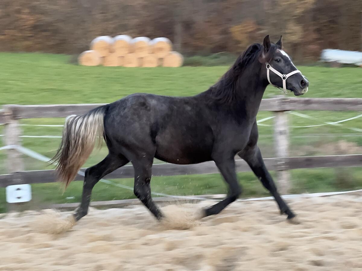 Schickes Jungpferd 2