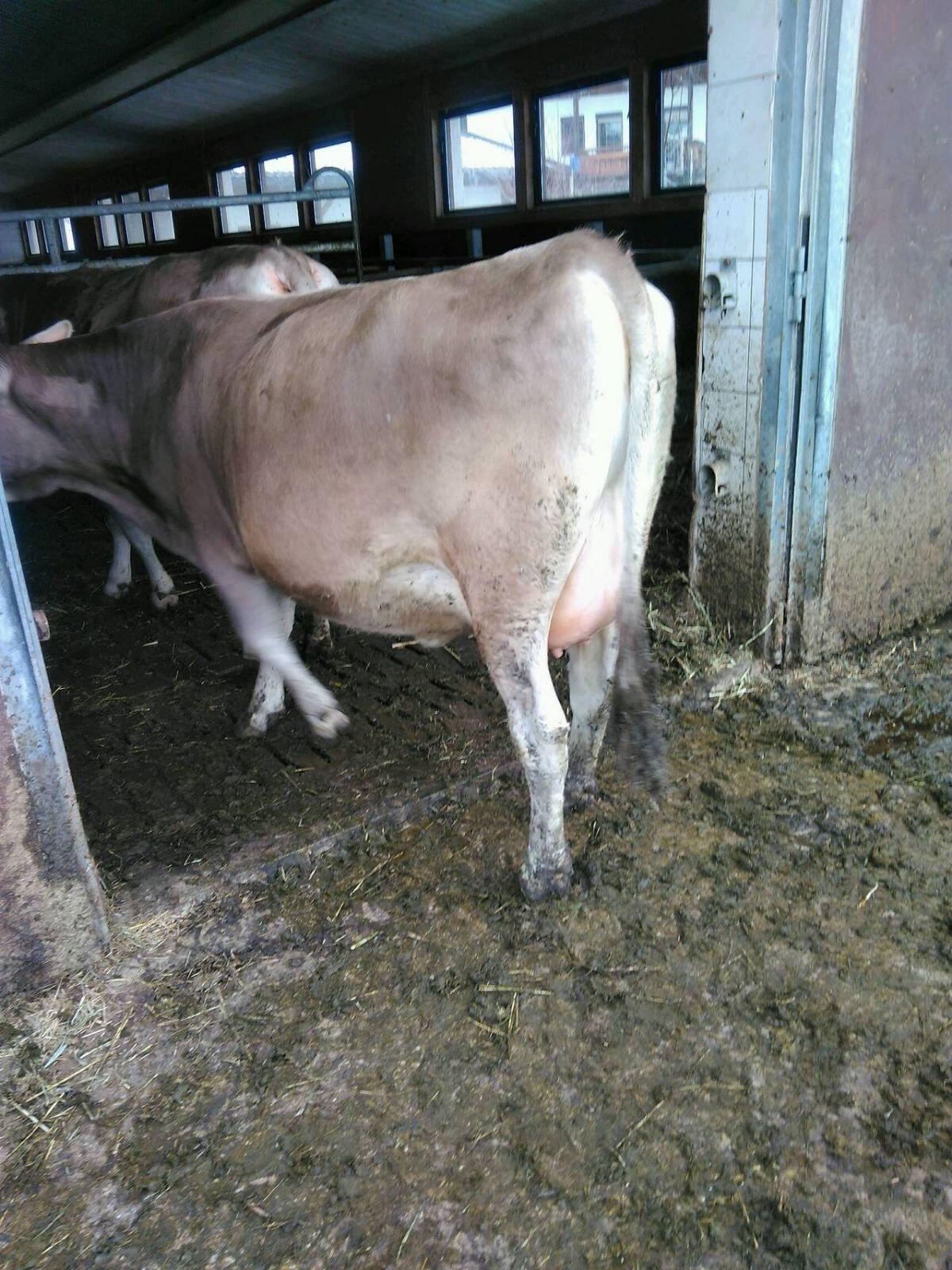 Verkaufe aus Bio Heubetrieb tragende Kalbinnen und Kühe 3