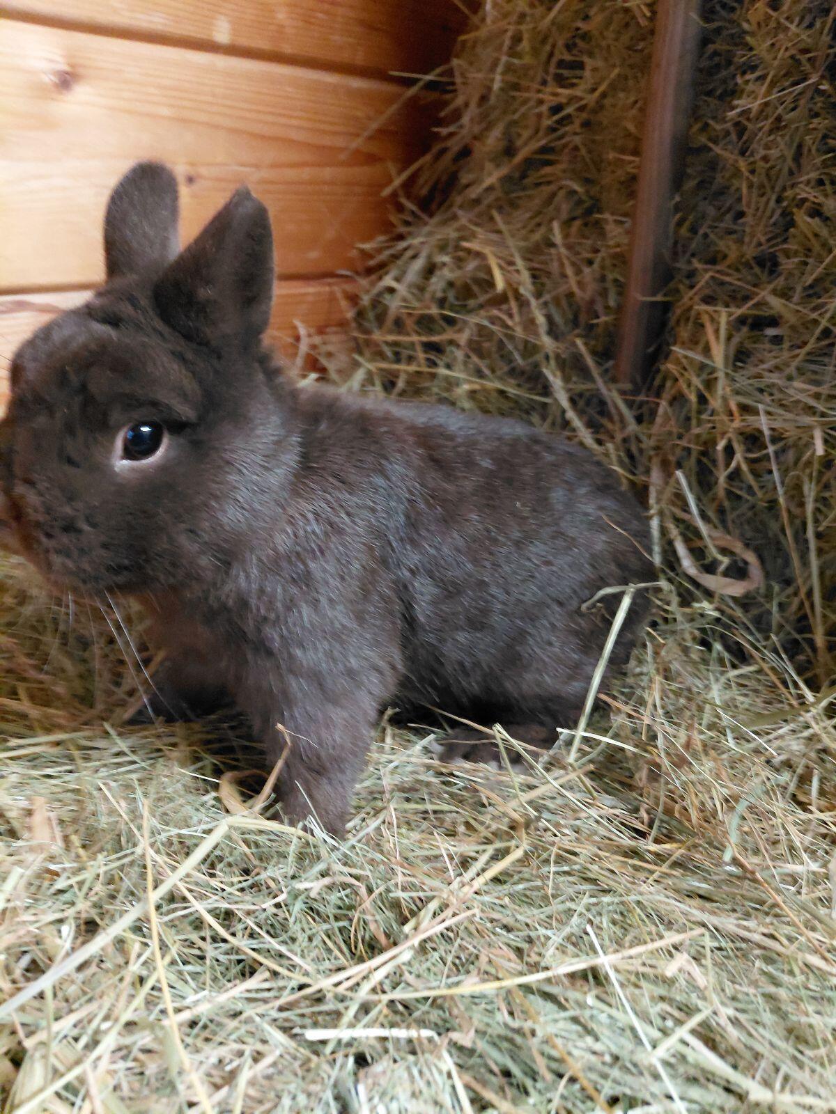 Farbenzwerg havanna, Zwergkaninchen, Kaninchen 1