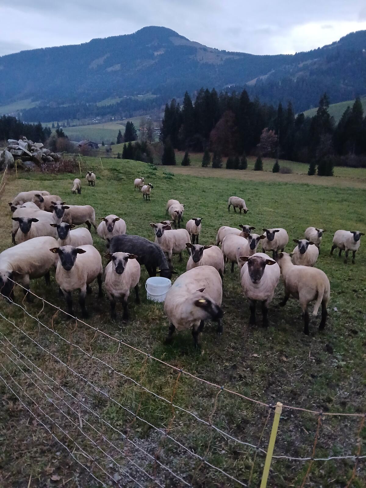Shropshire Schafe zu verkaufen, wahrscheinlich trächtig 3