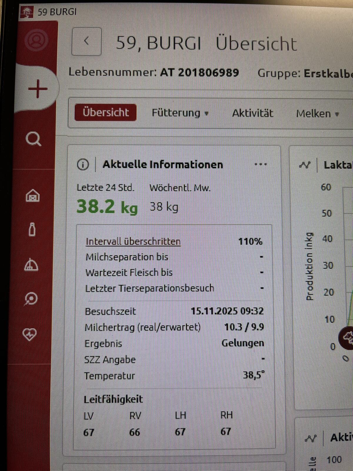 Fleckviehkuh/Jungkuh 3