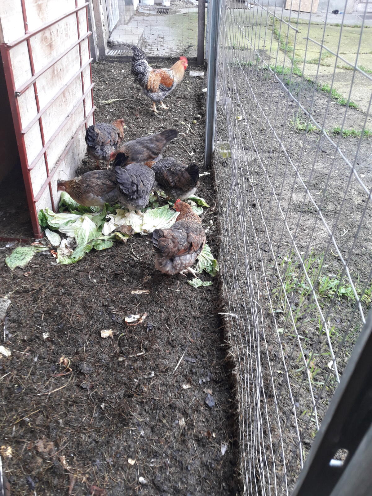 Bielefelderstamm 1 Hahn, 5 Hennen 2