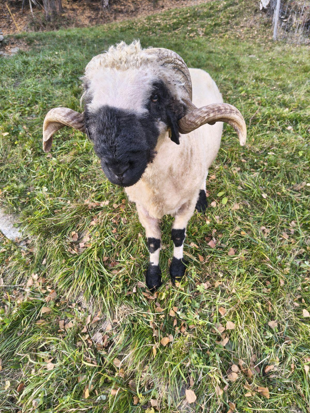 Walliser Schwarznasen Widder HB 2