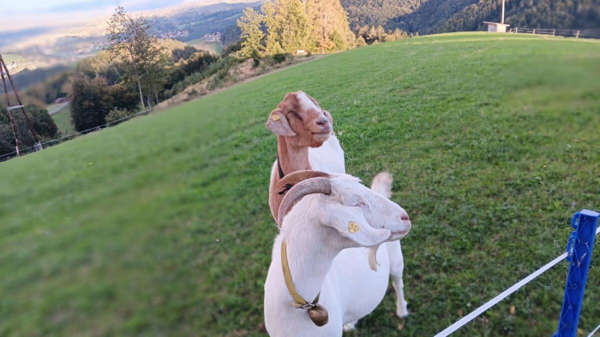 Ziegen zu verkaufen 2