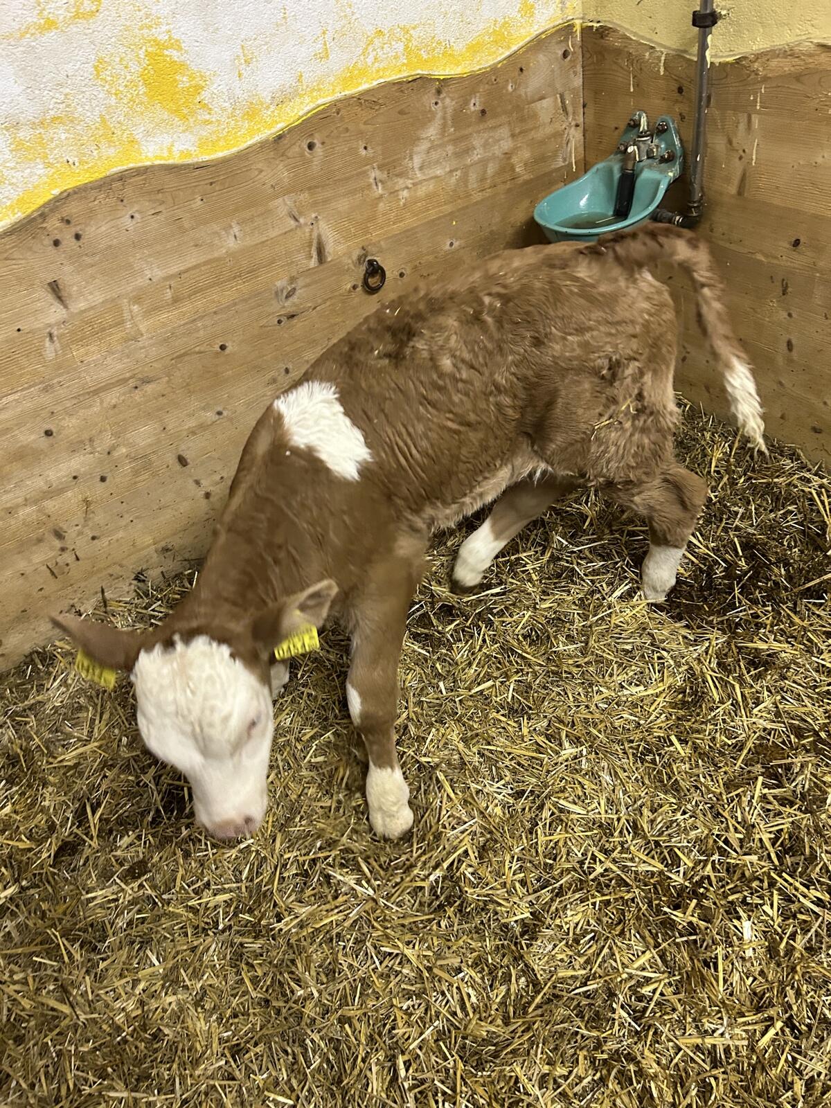 Verkaufe Fleckvieh Kuhkalb 3