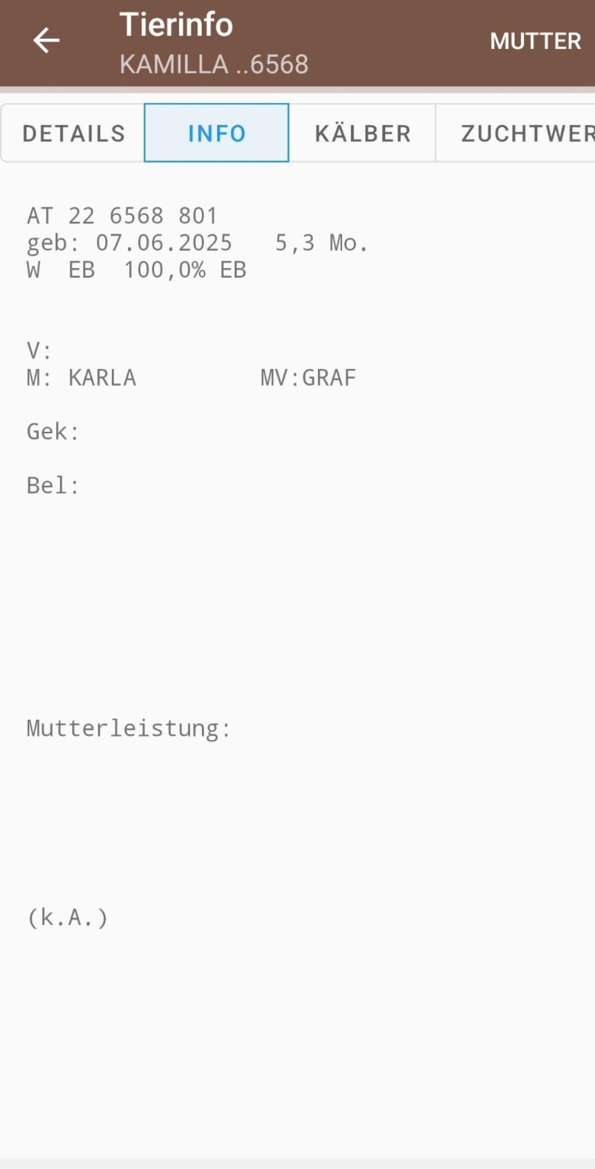 Ennstaler Bergschecken Kalbinnen 3