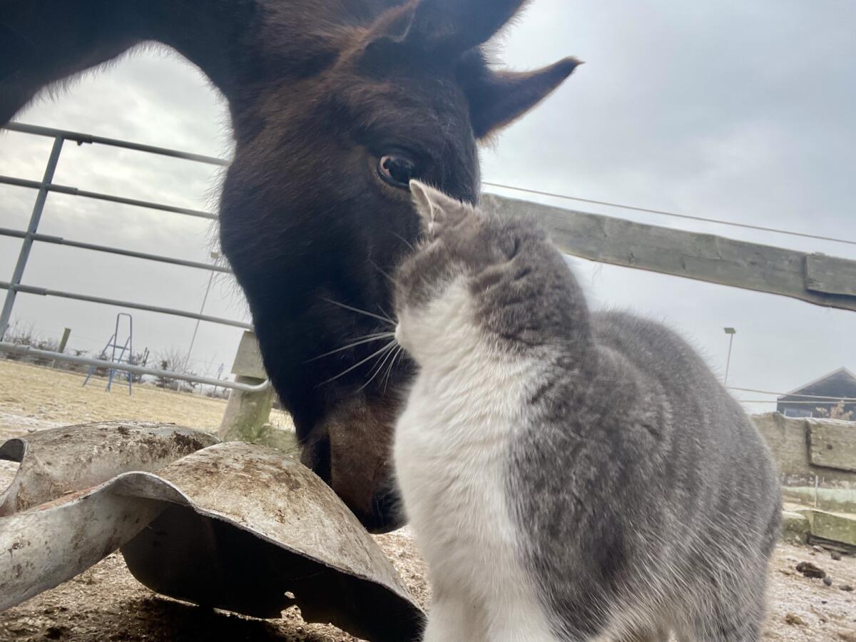 Maultier Herr Kurt 3