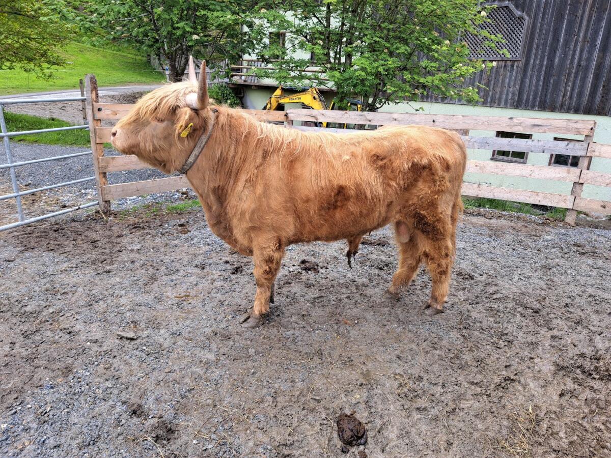 Mini Highland Stier / Mini Hochlandrind 1