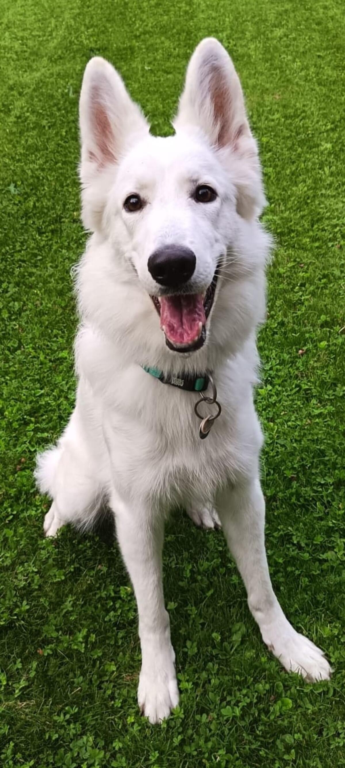 Weißer Schweizer Schäferhund 2