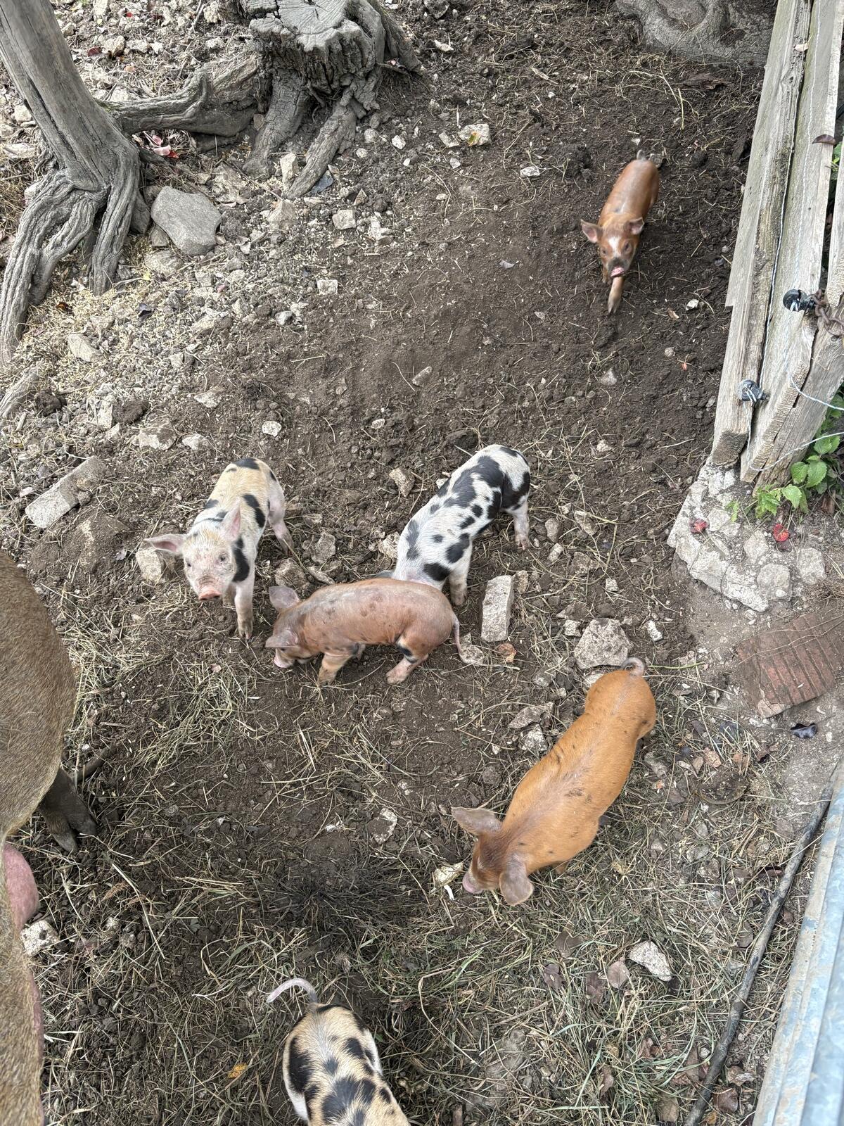 BIO Ferkel Schwäbisch Duroc x Pietrain 2