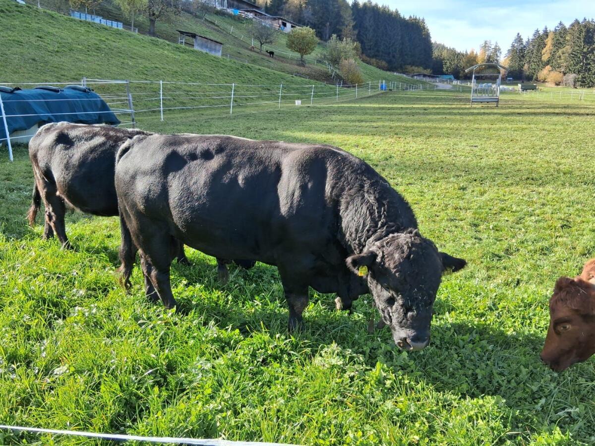 Dexterrinder hornlos 3