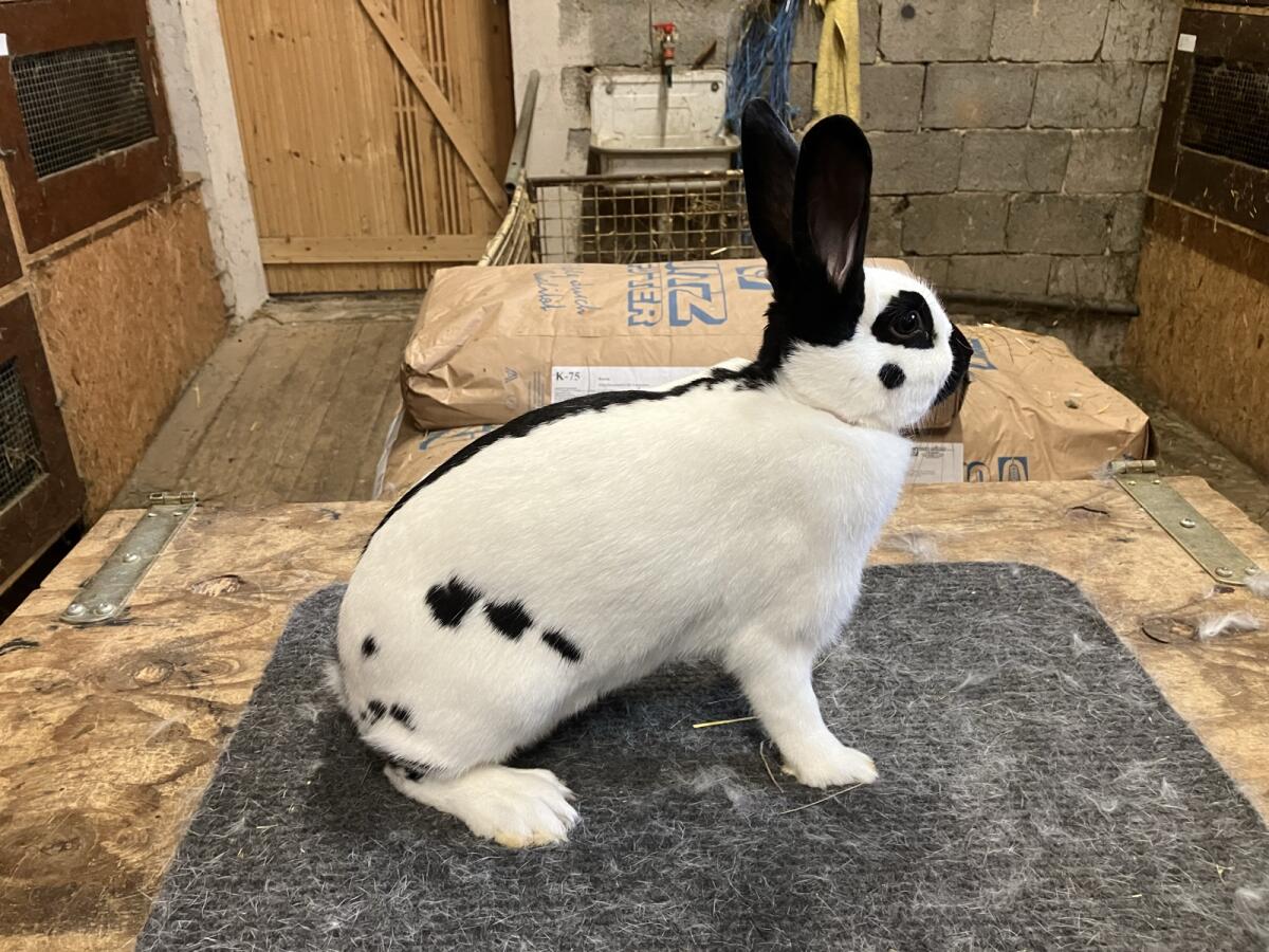 Kleinschecken schwarz/weiß 3