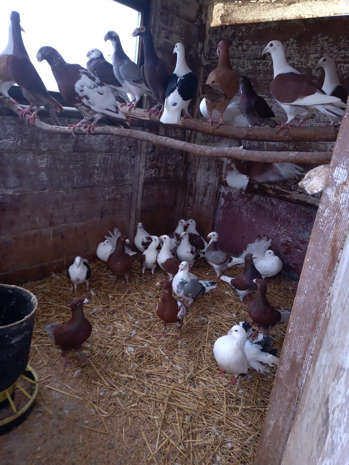 Tauben, altpolnische und deutsche Schautauben 2