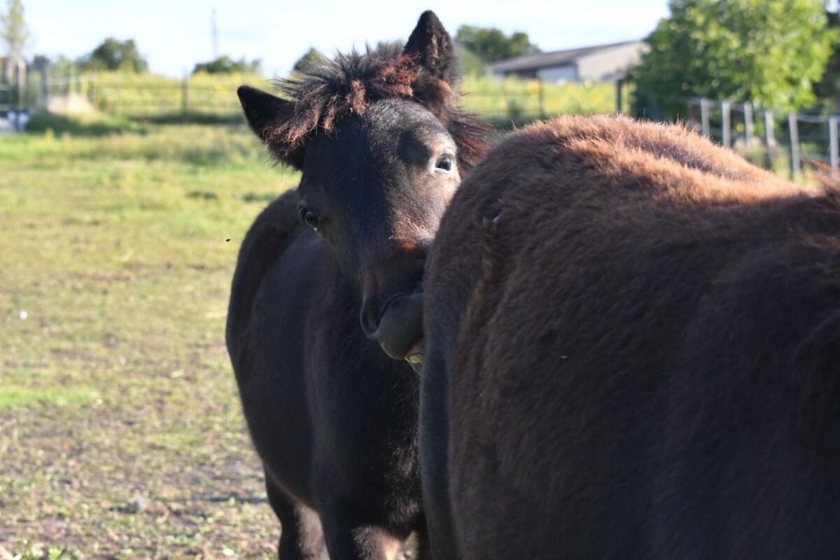 Original Shetlandpony Stute mit Stutfohlen aus 2025 2
