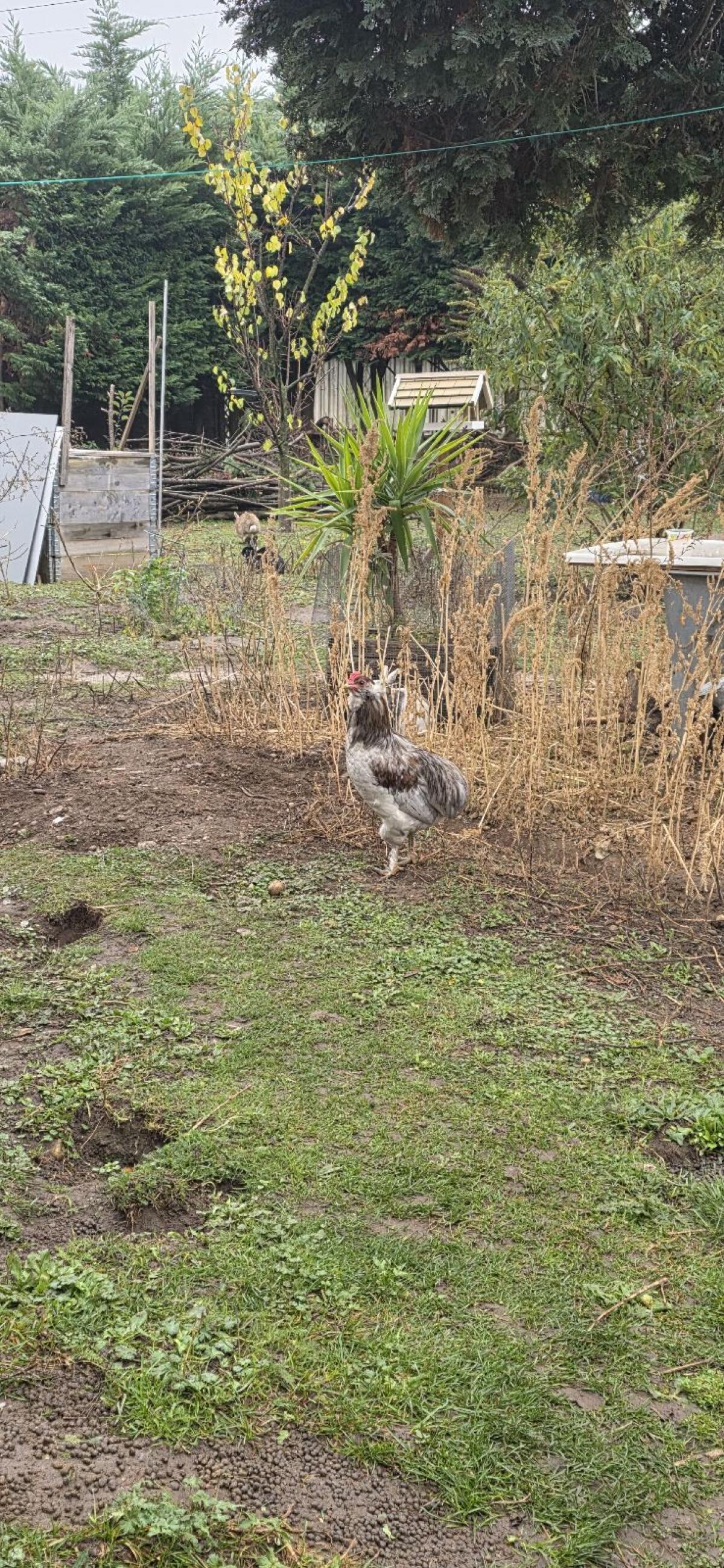 2 Araucana-Marans-Mixe Junghähne 3