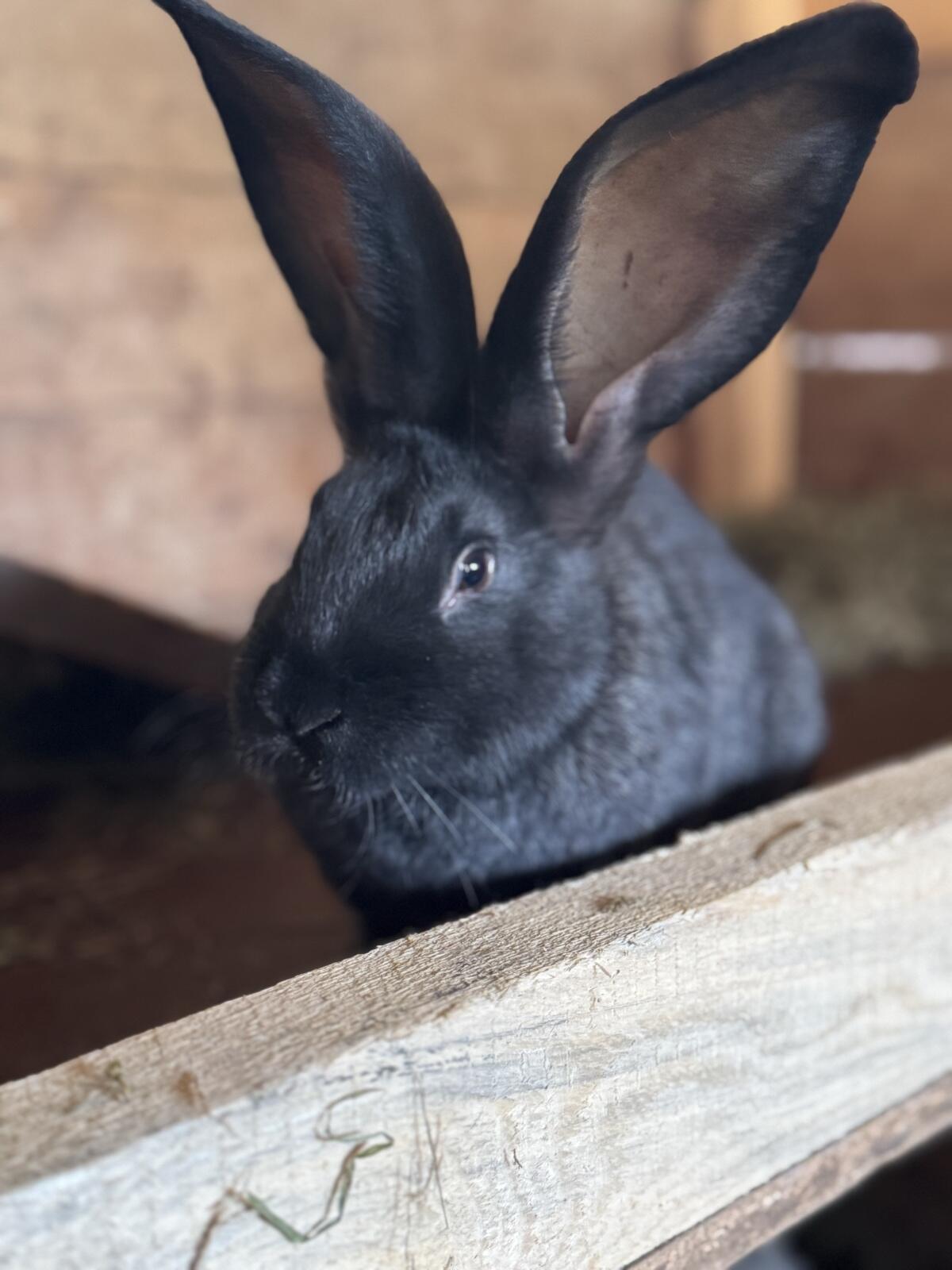 Fleischhasen zu verkaufen 2