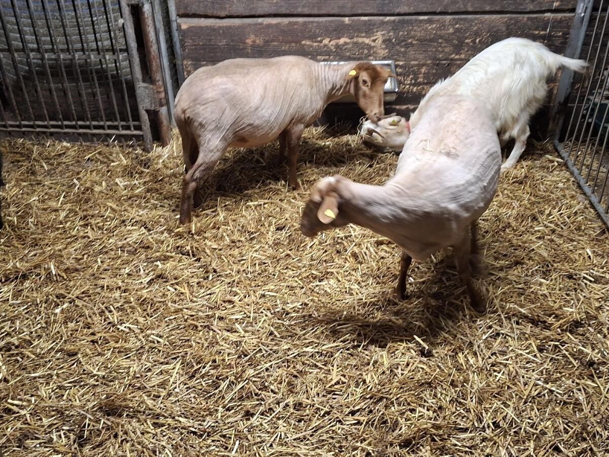 Coburger Fuchsschaf 3