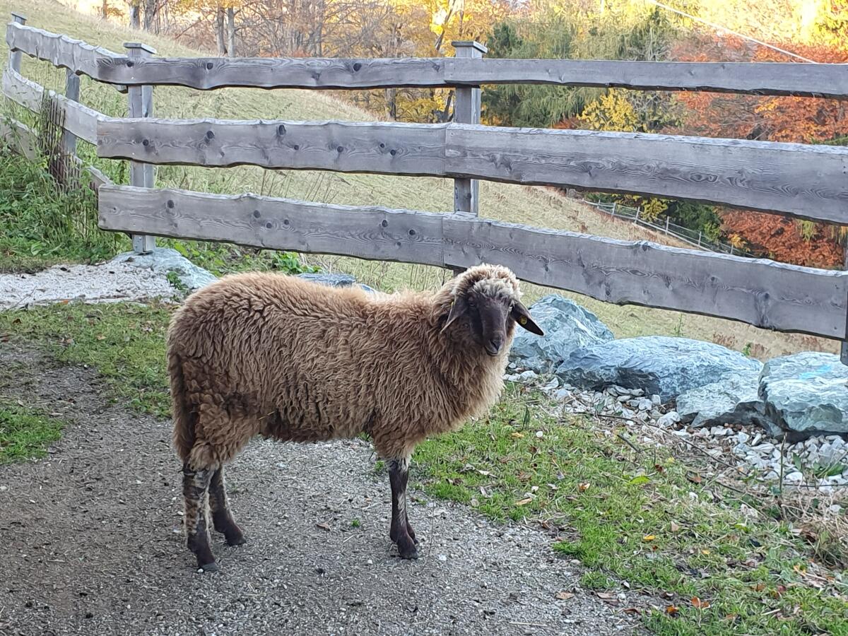 Weibliche Lämmer Alpines Steinschaf und Zuchtwidder gekört 2