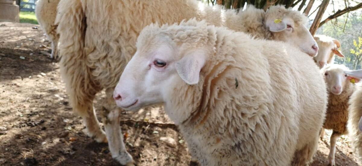 Waldschafe m/w abzugeben 2