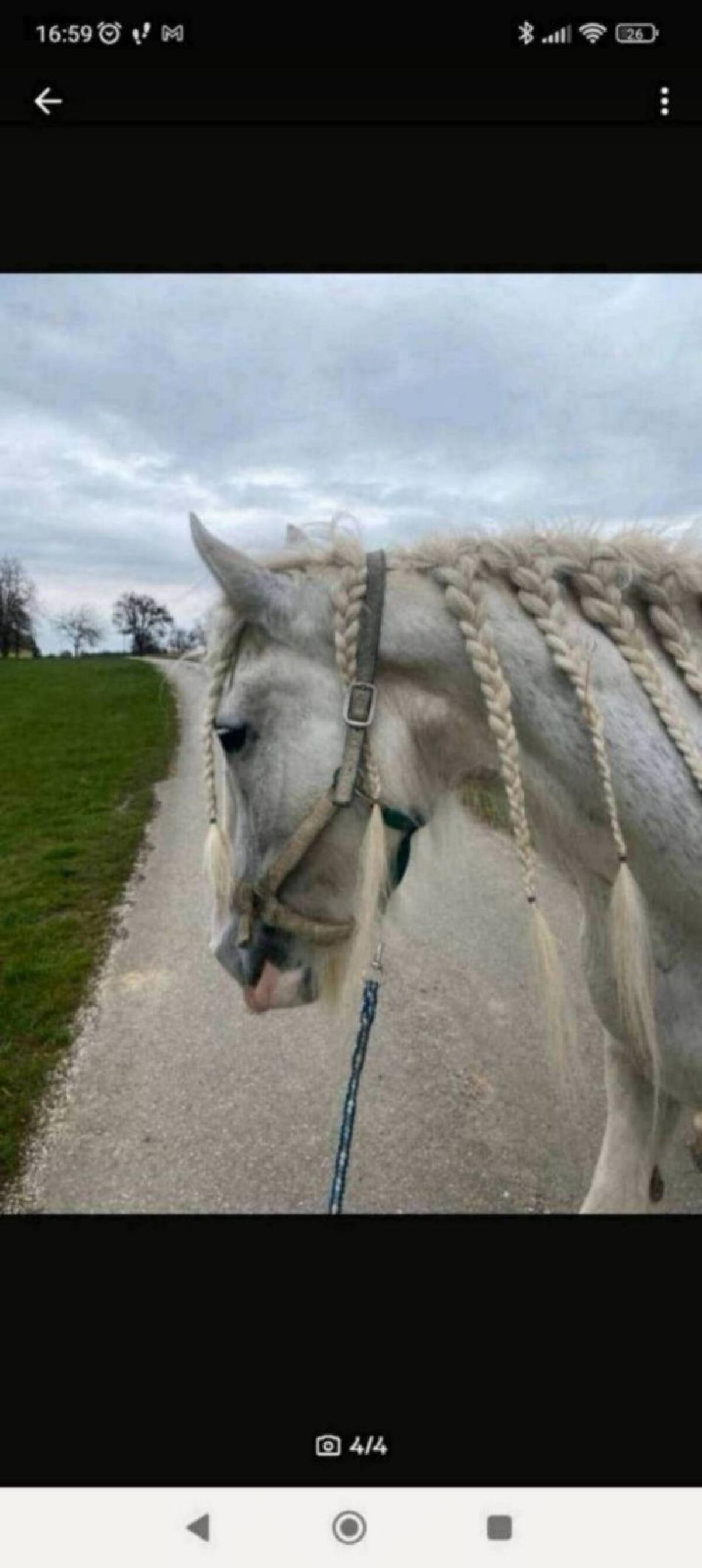 Shire Horse, größte Pferderasse der Welt, Kaltblut 1