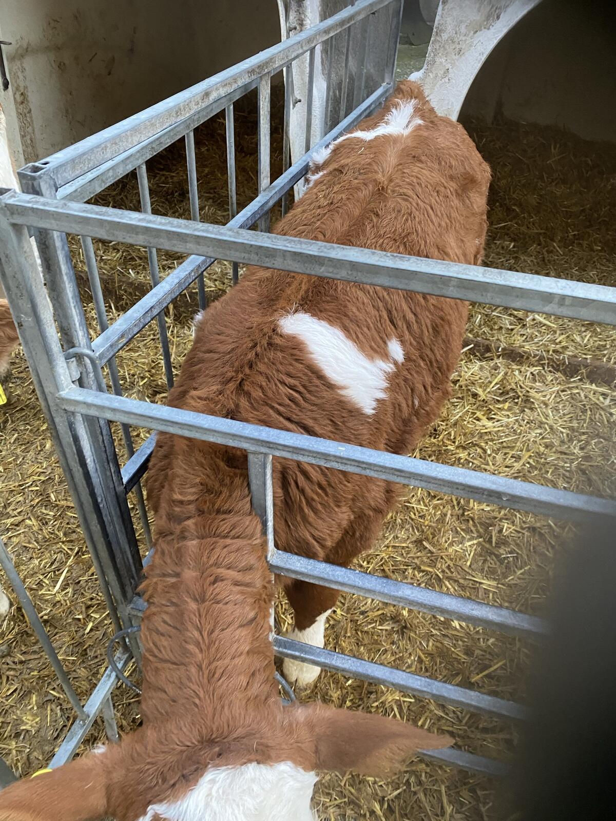 Verkaufe Fleckviehkalb hornlos 2