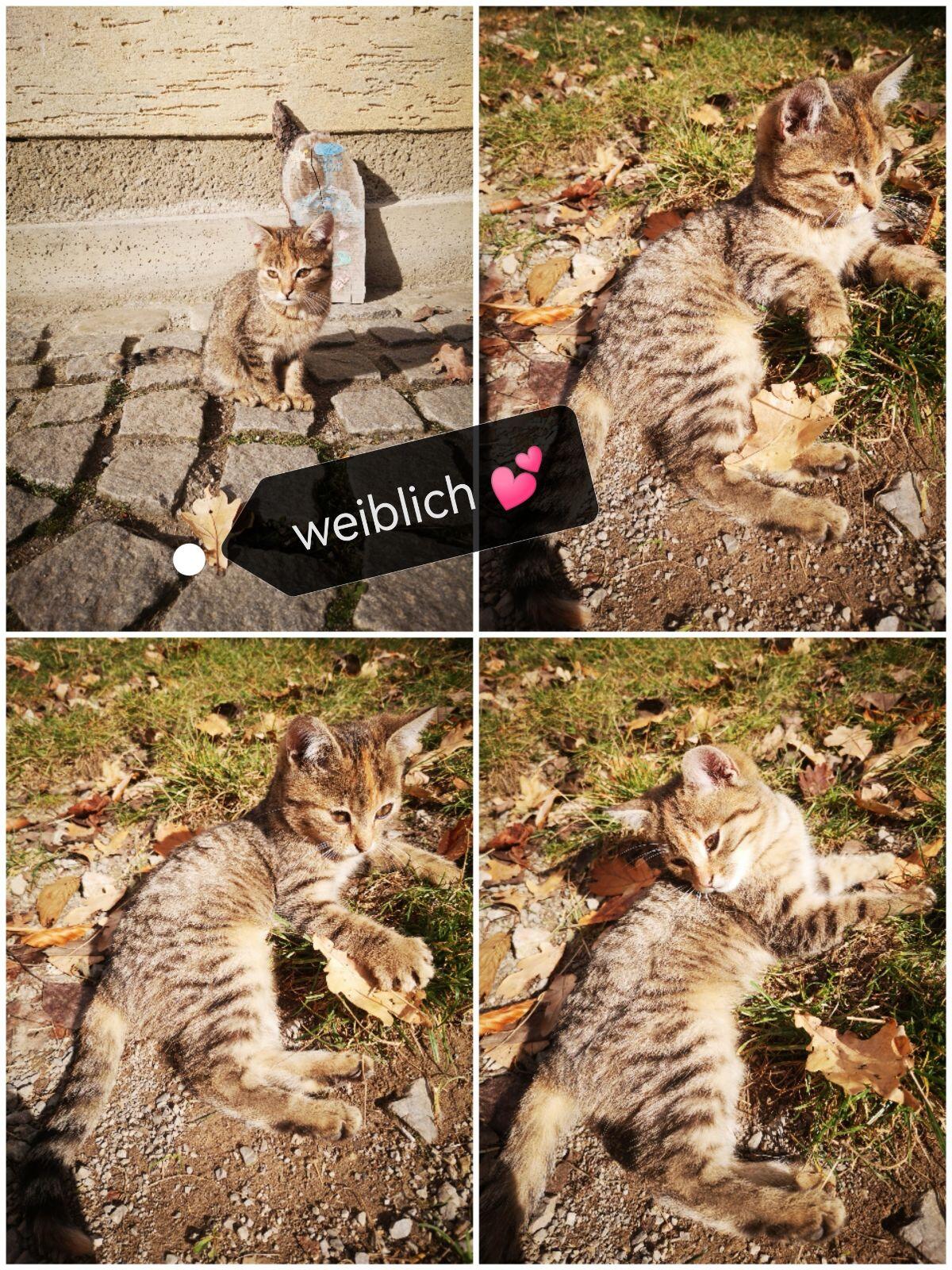 Katzenkinder suchen neues liebevolles Zuhause 2