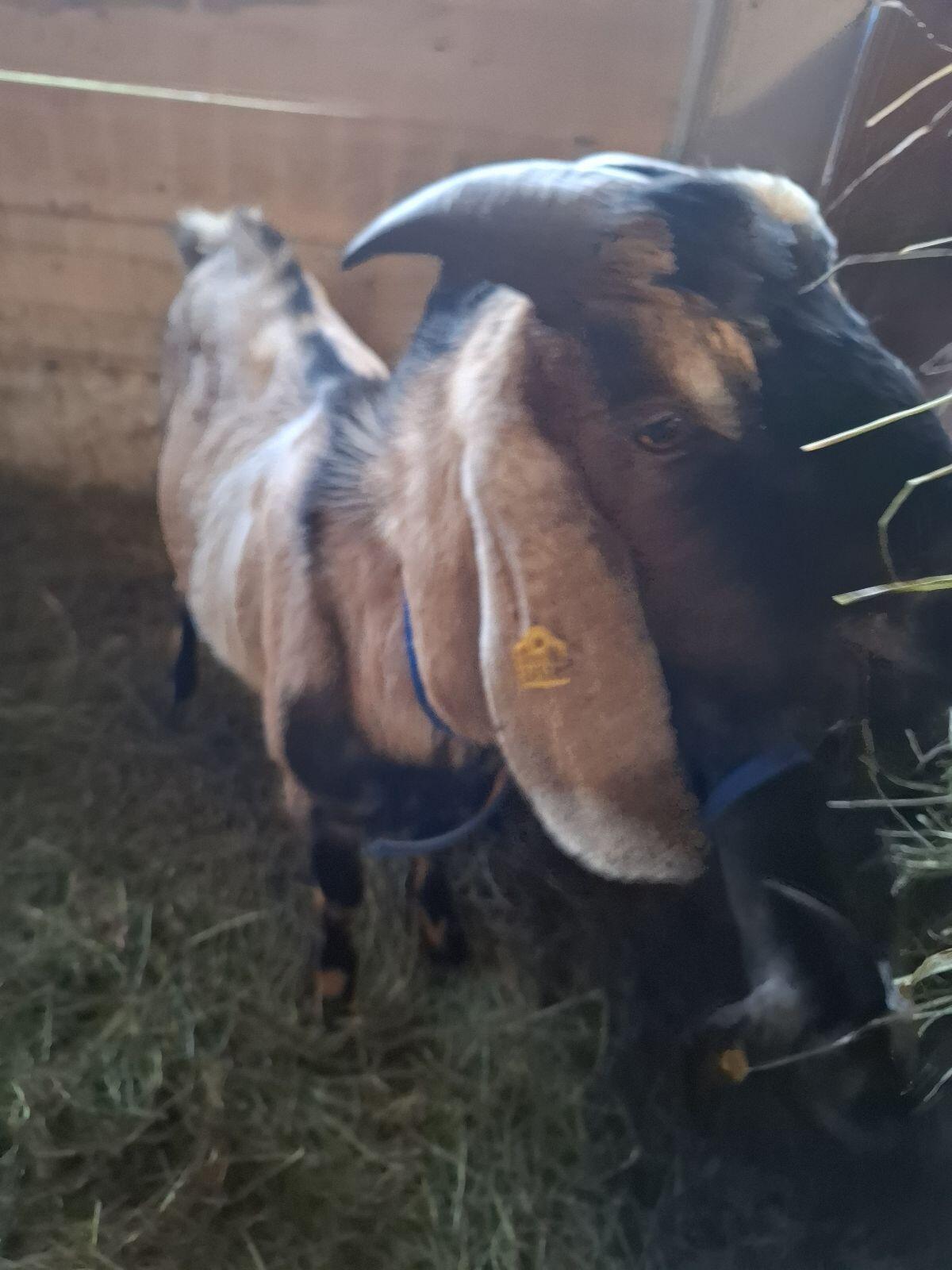 Anglo Nubier Zuchtbock 1