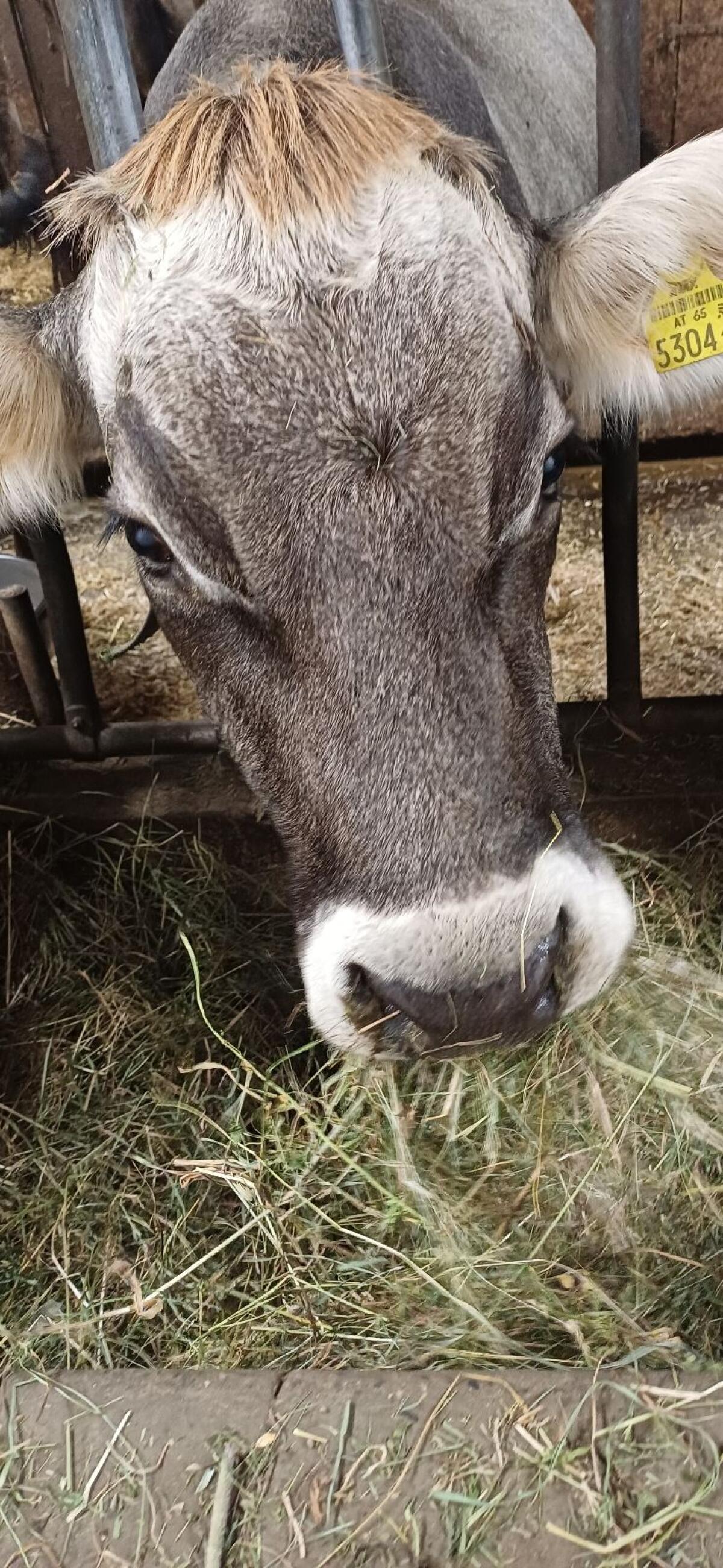 Grauvieh Erstlingskuh 1