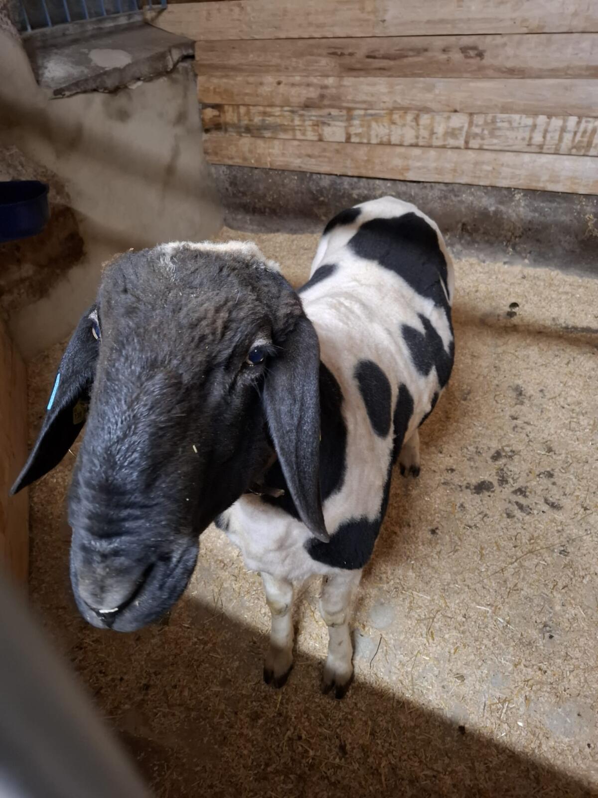 Gutmütiger 4-jähriger gescheckter Bergschafwidder 3