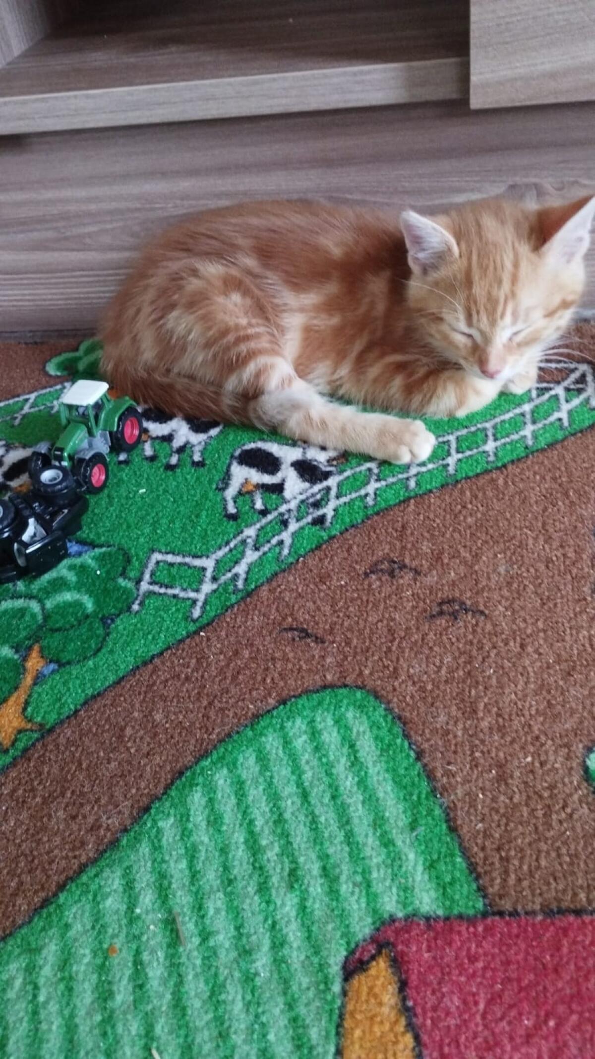 Babykatze, Bauernhofkatze 3