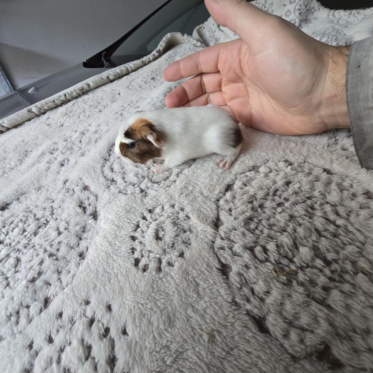 Meerschweinchen Babys, ab Dezember, 2 mal weiblich 2