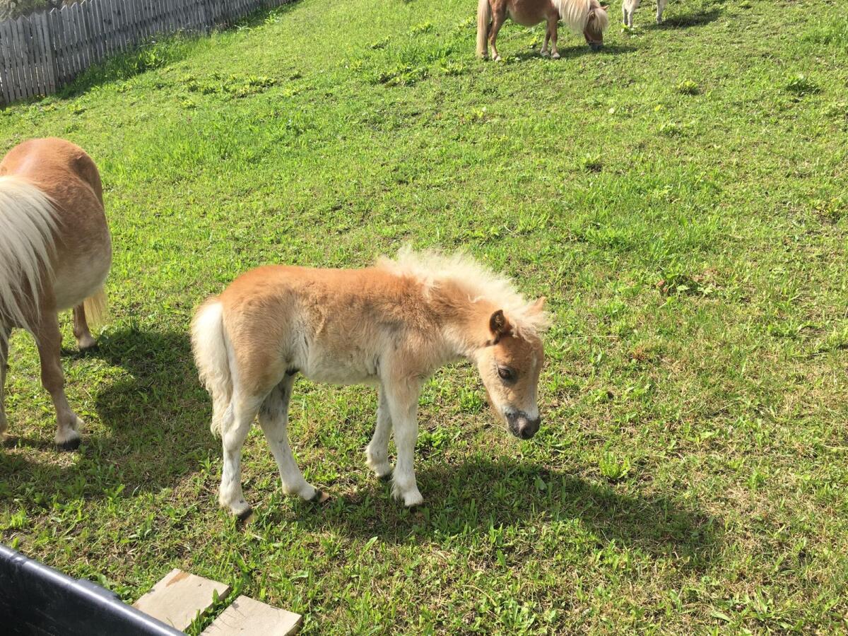 Haflinger Minishetty Stutfohlen 3