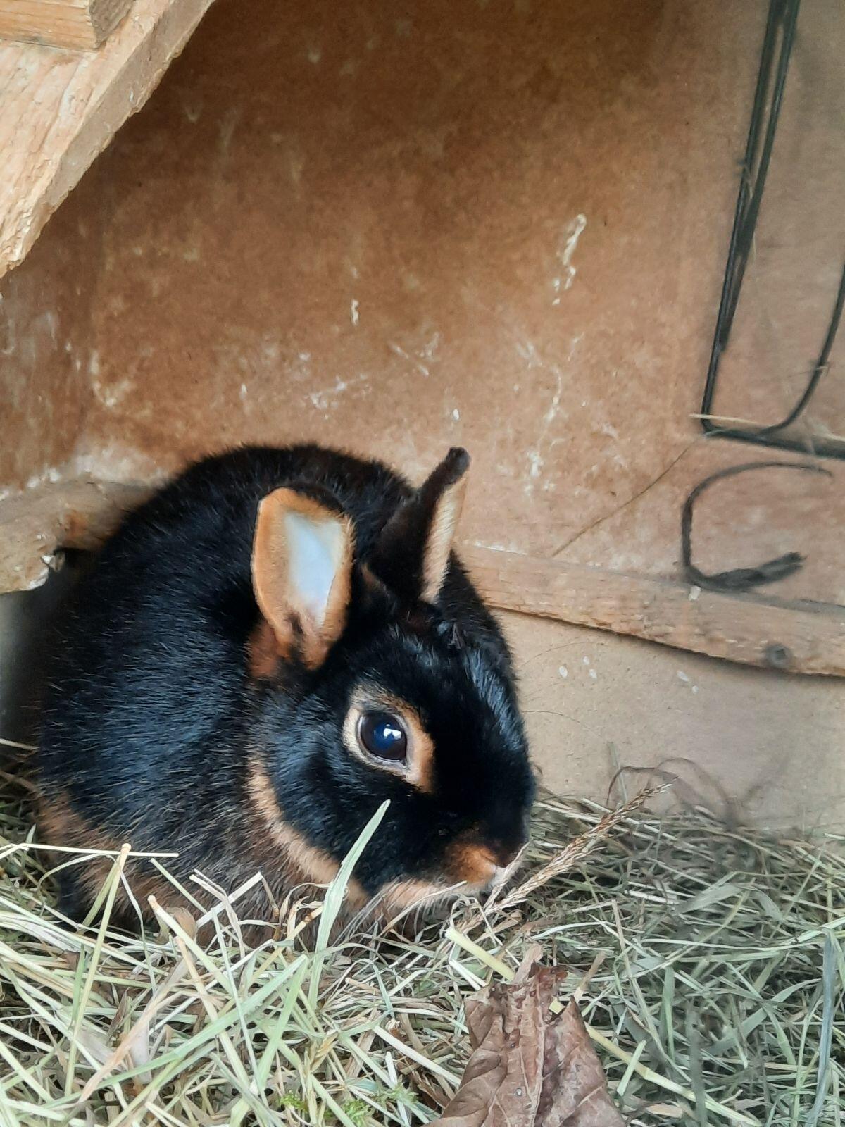 Farbenzwerg lohfarben, weiblich 2