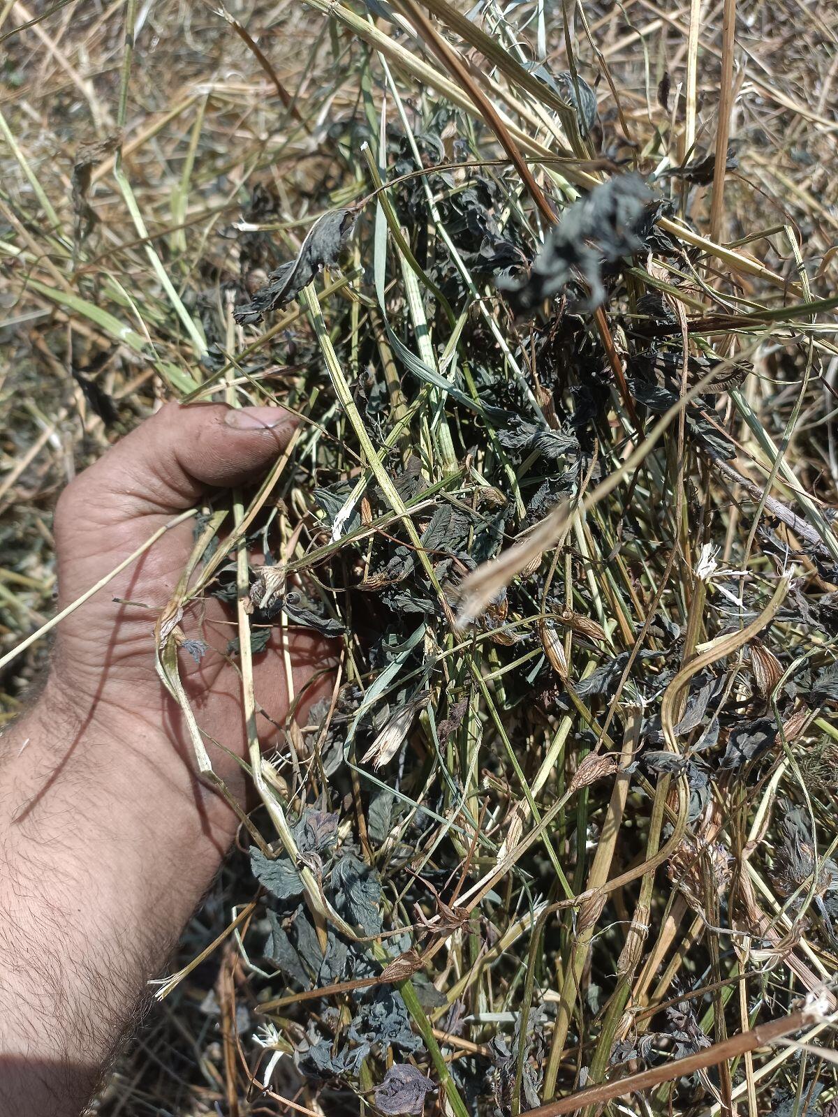 Bio Klee-Heu, Luzerne-Heu, Wiesen-Heu, Waldviertel 2