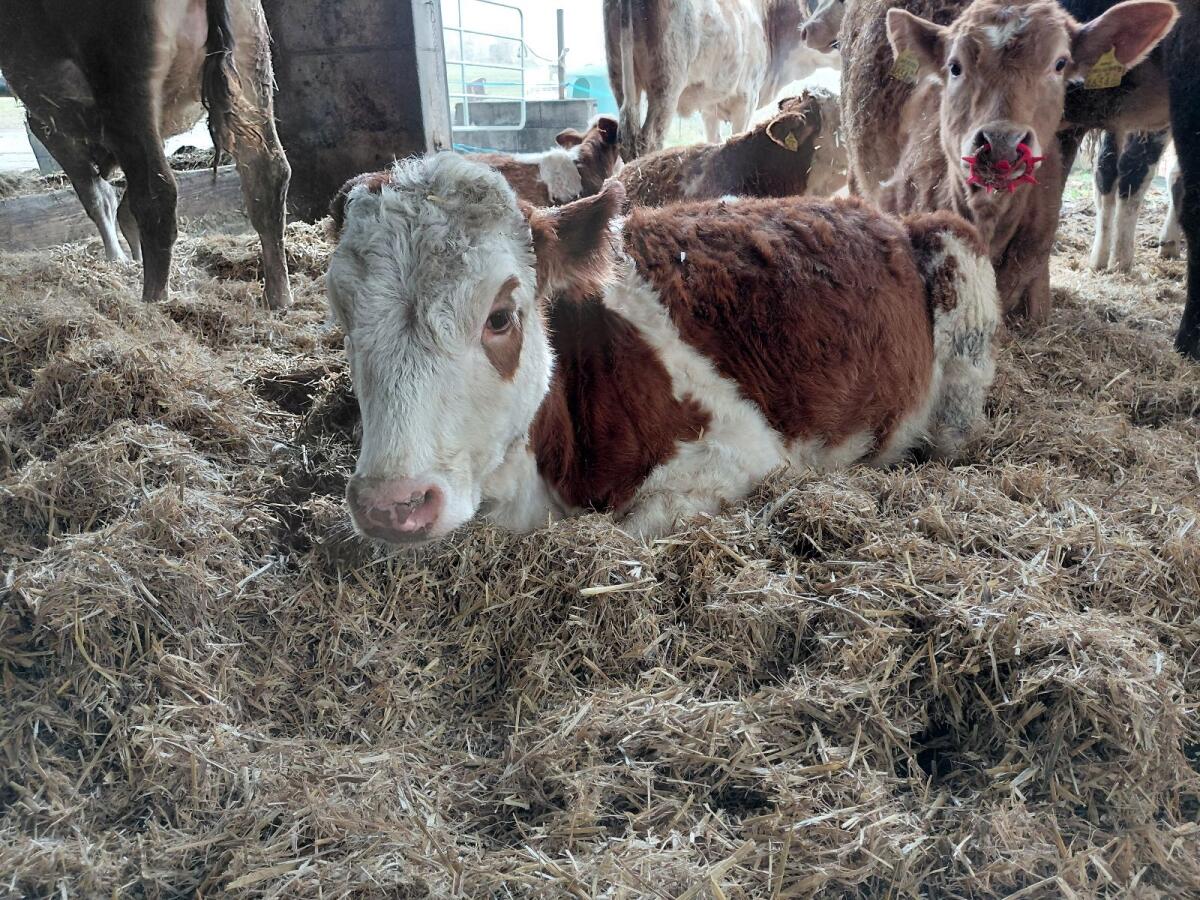 FV / FV / HF Kalbin, Mai 2025 1