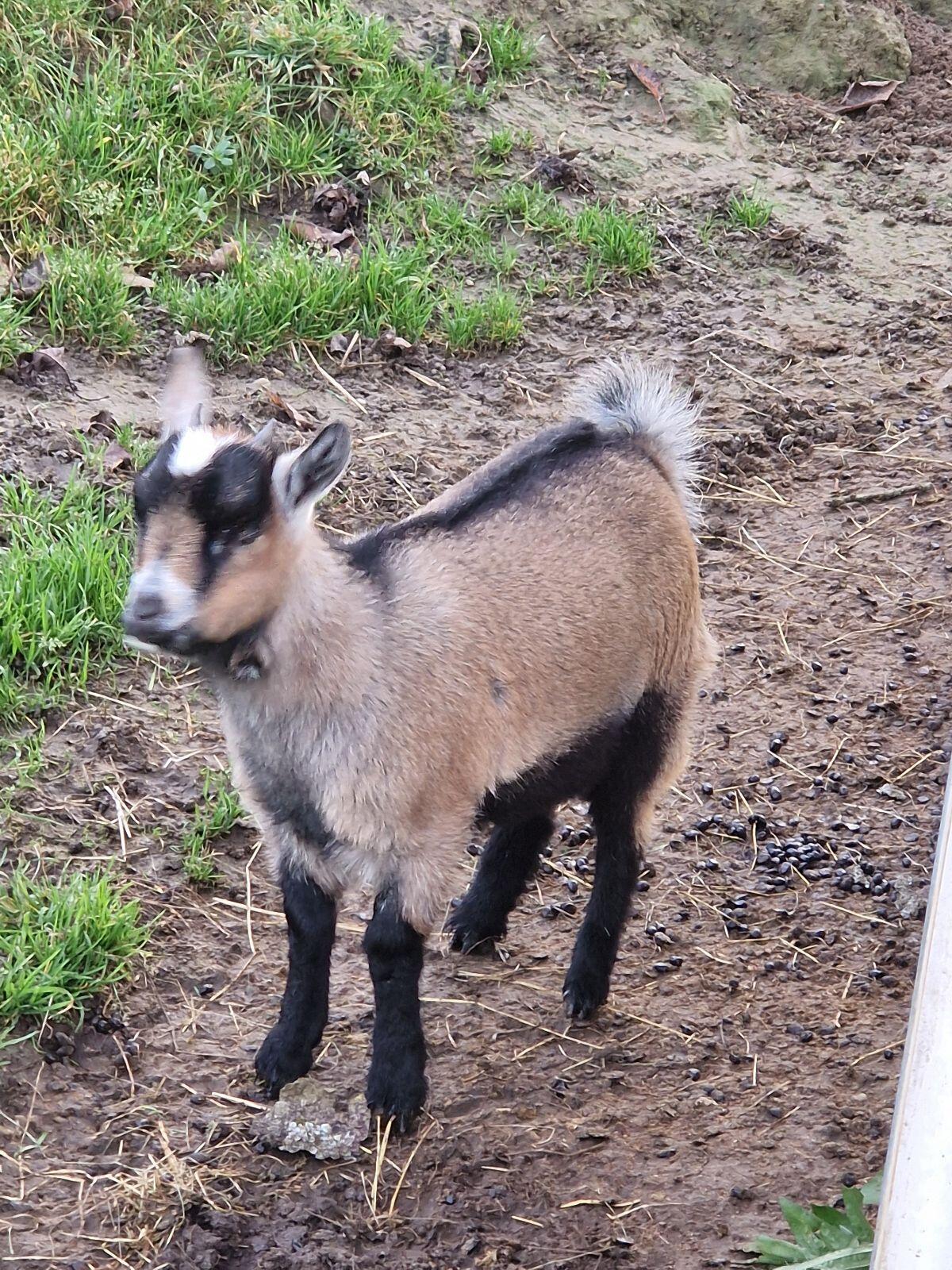 Verkaufe Zwergziege 1