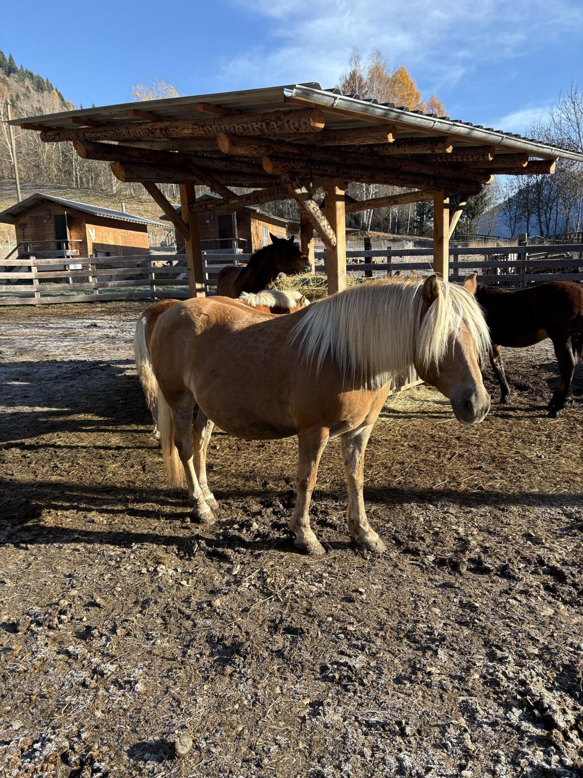 Haflinger Stute 2