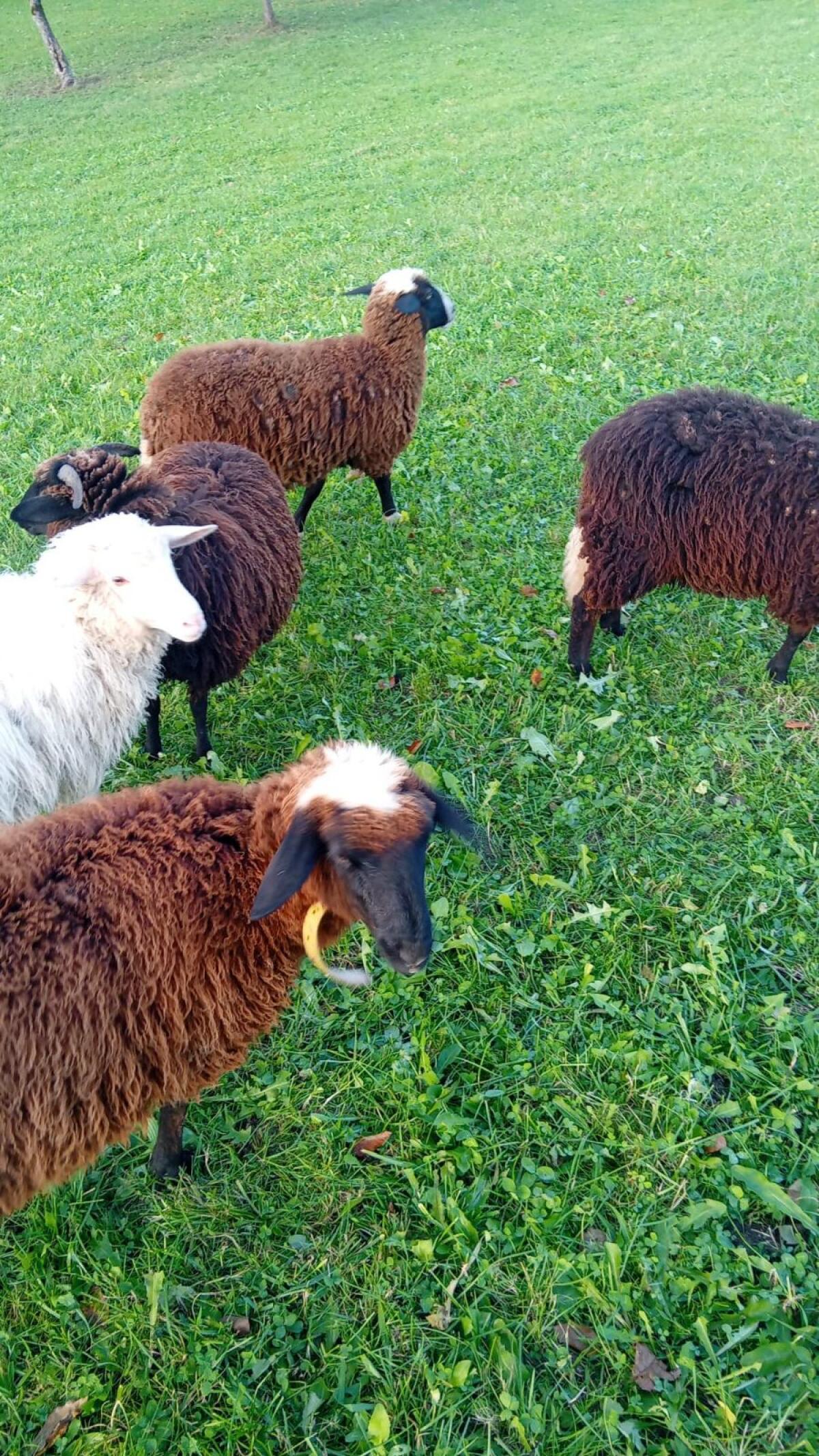 Weibliche Waldschaf Lämmer für Zucht 3