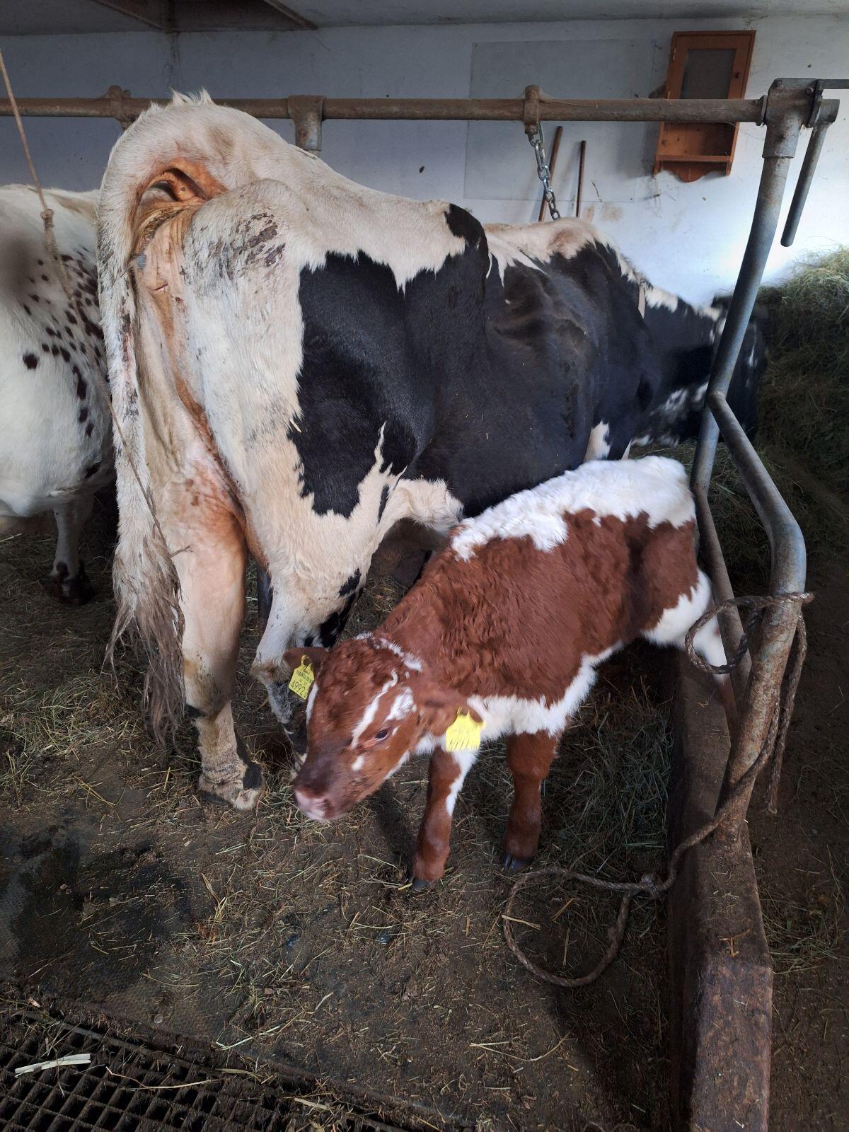 Pustertaler Sprinzen Kuh 3