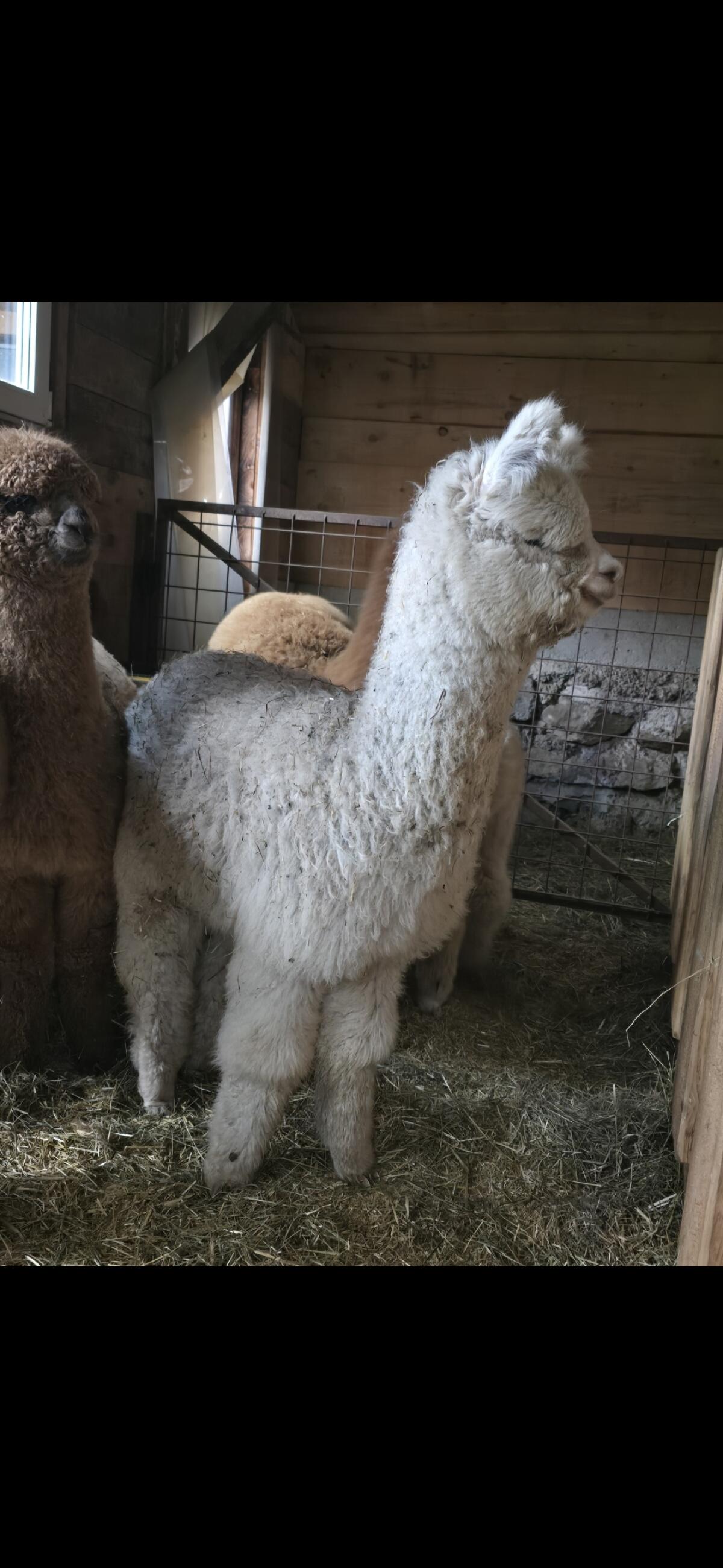 Alpaka Stuten 3