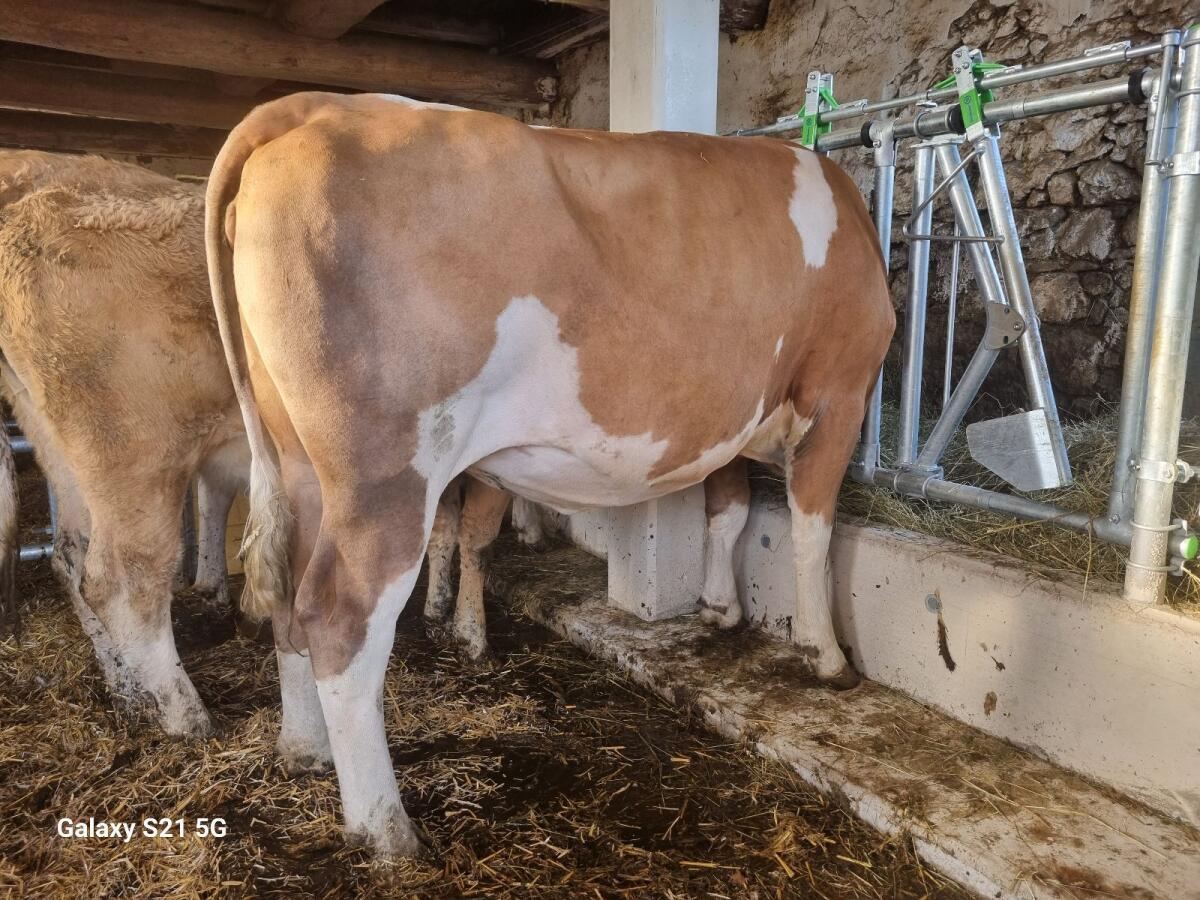 Trächtige Bio-FL-Kalbinen 1