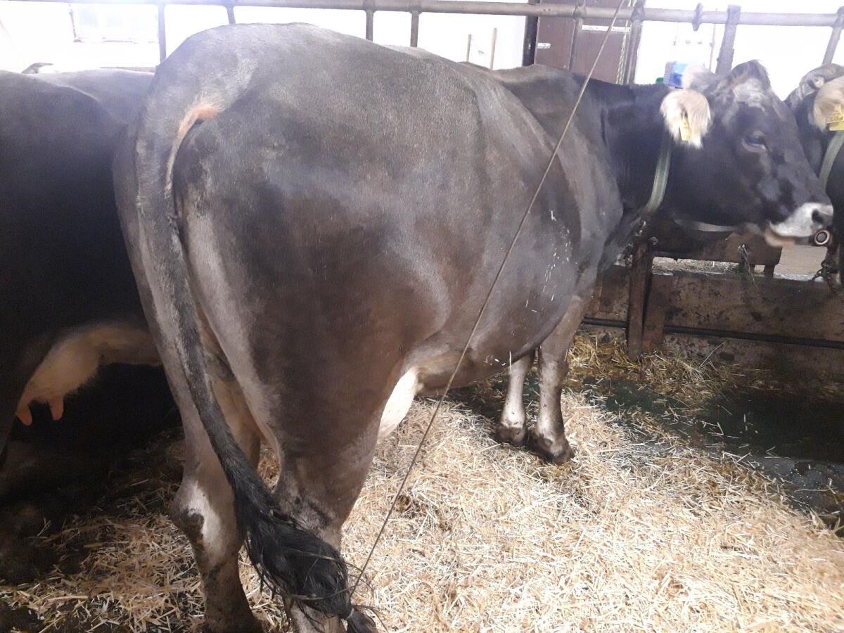 Tiroler Grauviehkuh 2