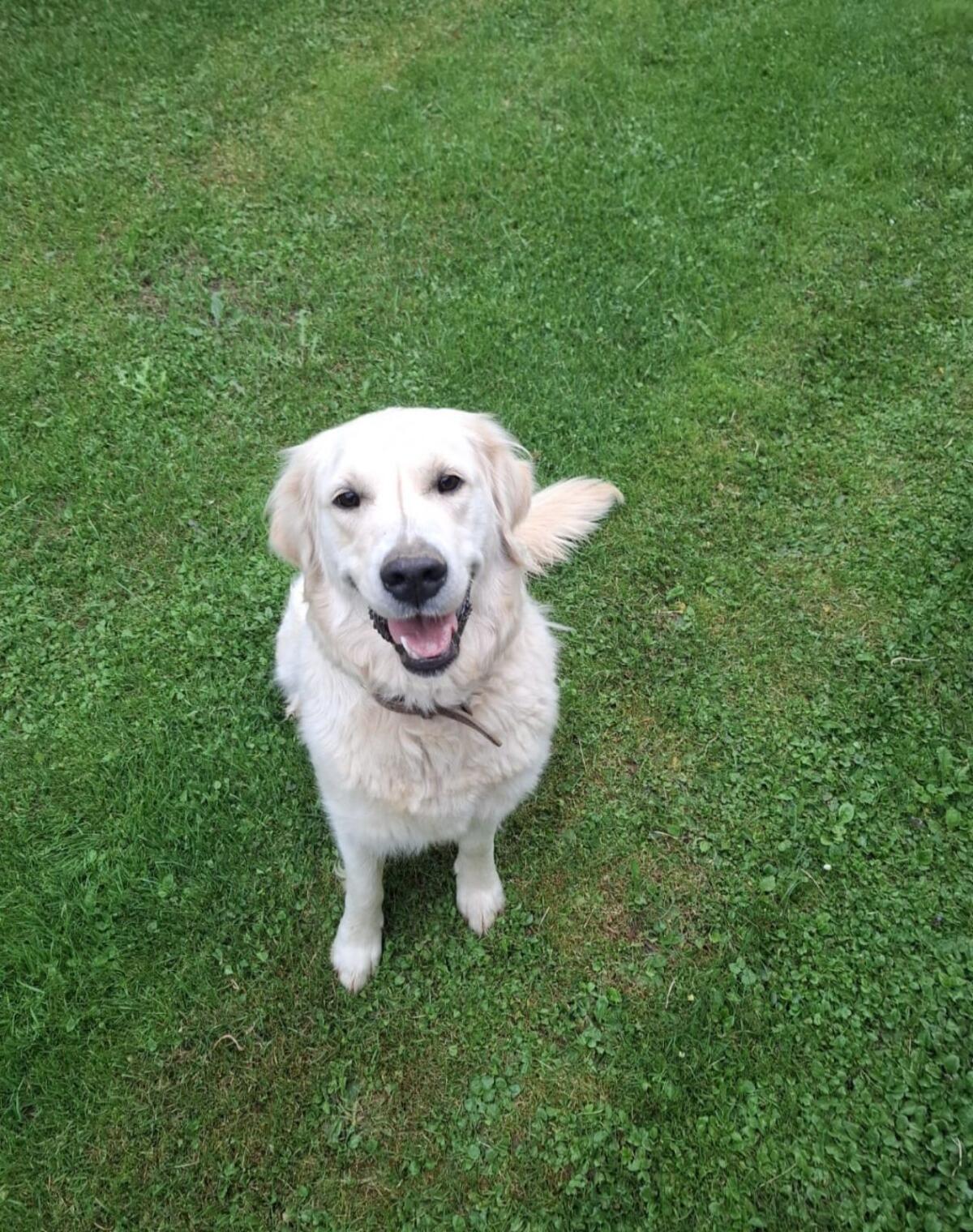 Golden Retriever Welpen 2