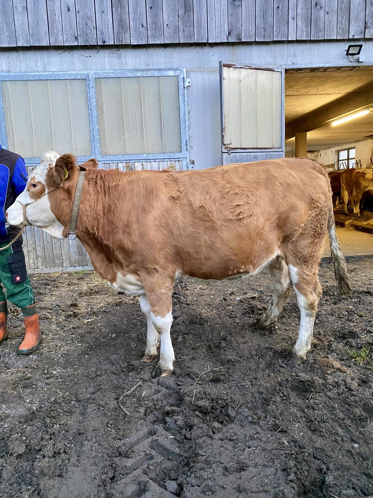 Trächtige Fleckvieh Kalbin 2