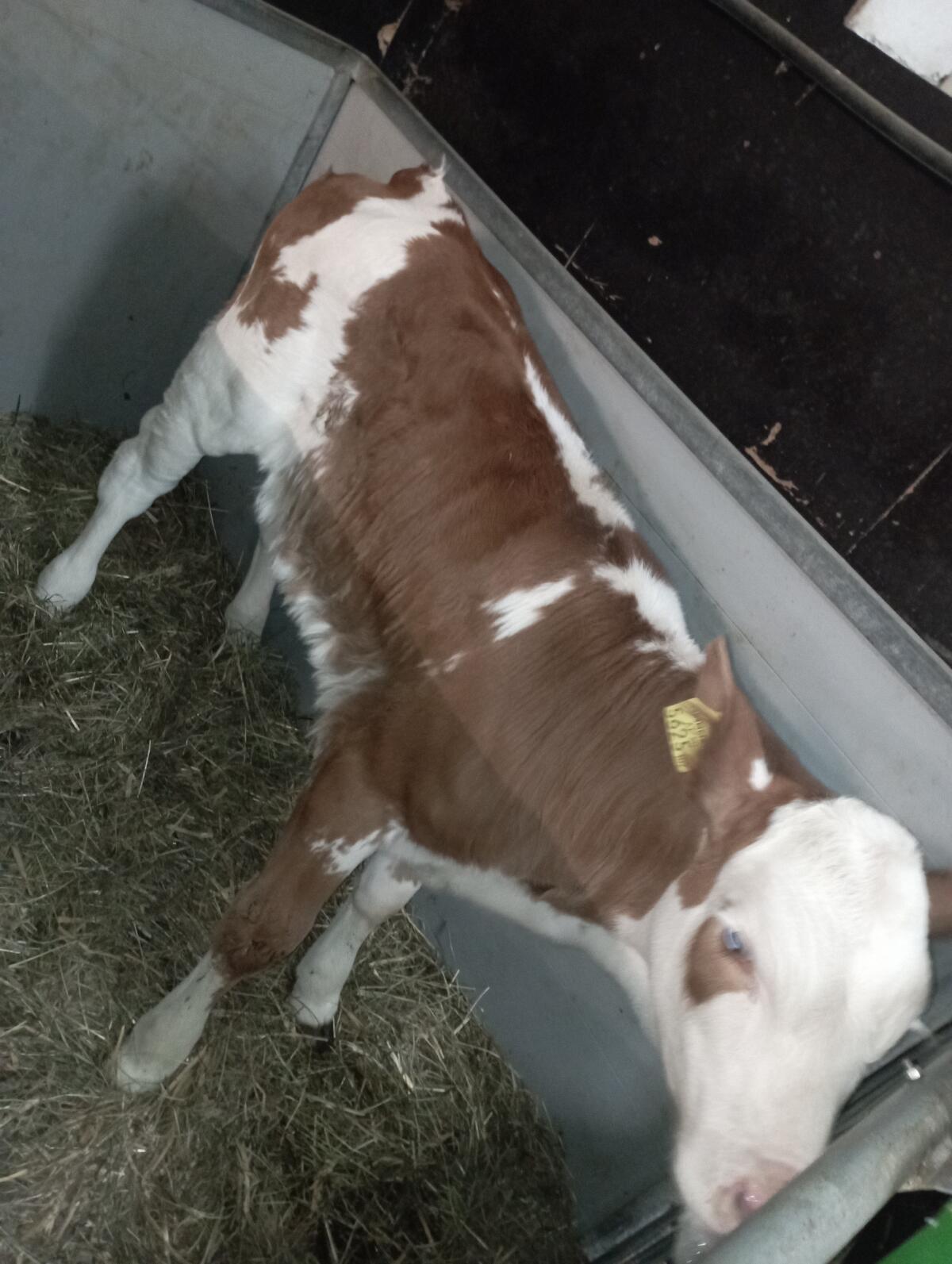 Bio Kuhkalb Fleckvieh 2