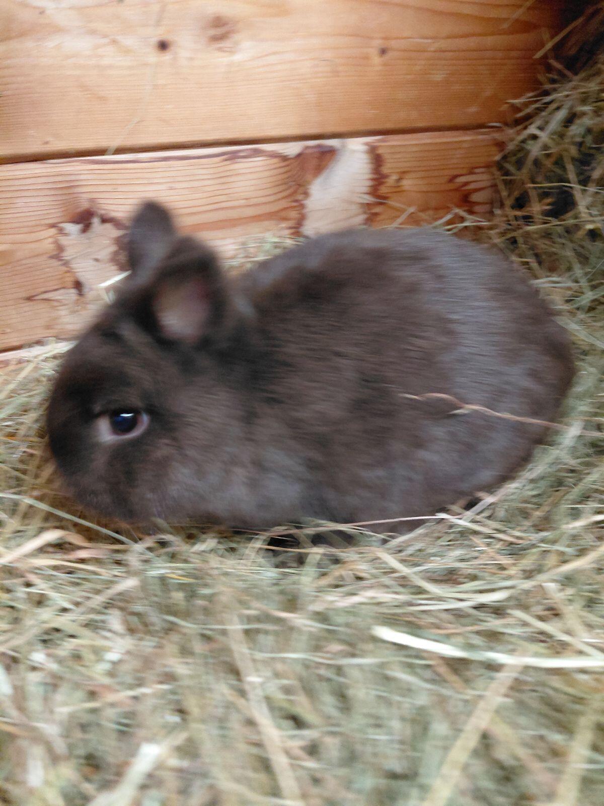 Farbenzwerg havanna, Zwergkaninchen, Kaninchen 3